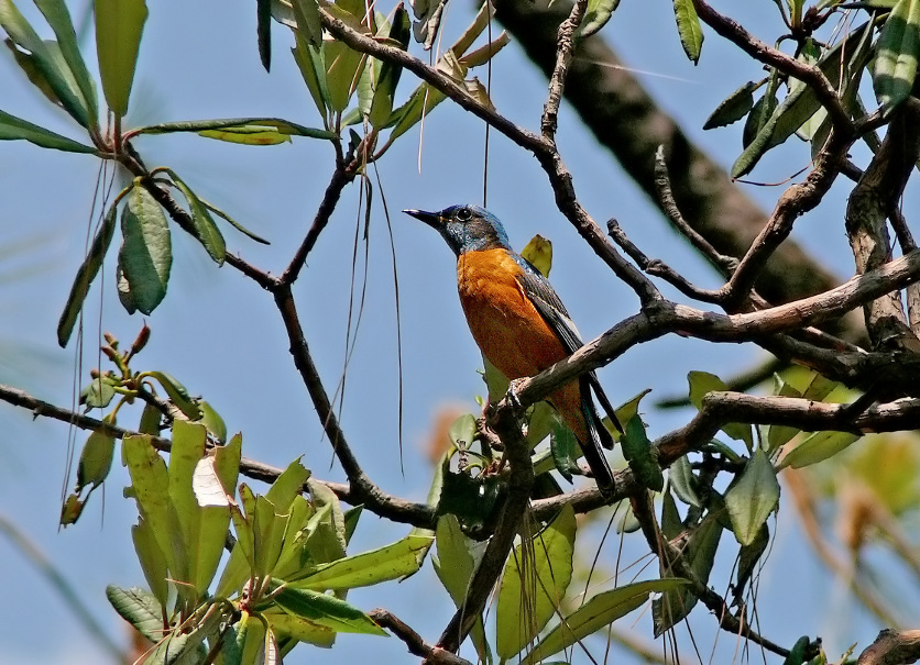 Blue-capped-rock-thrush-1.jpg