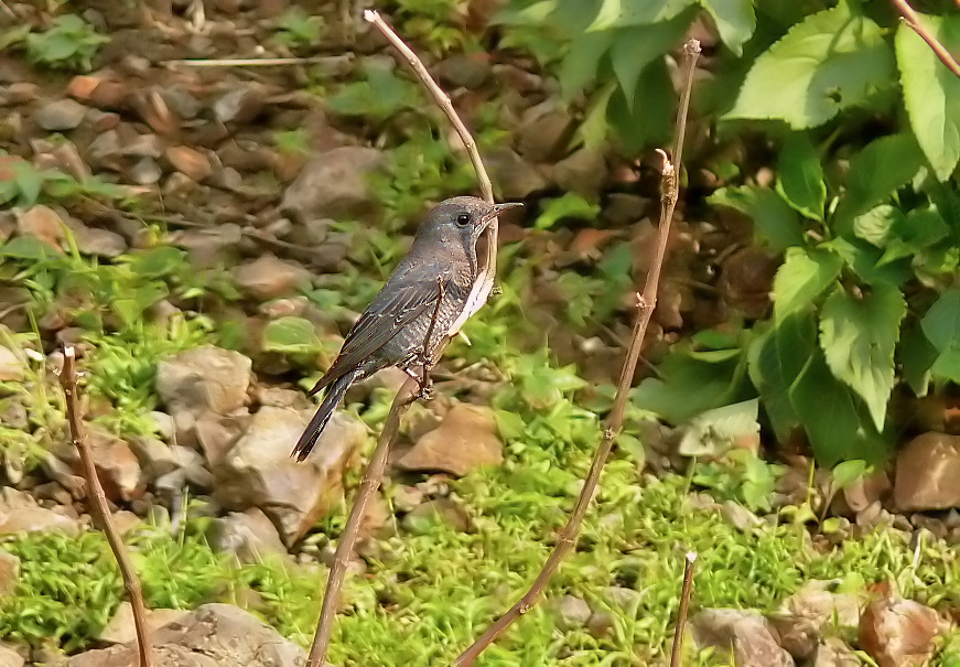 Blue-rock-thrush-1.jpg