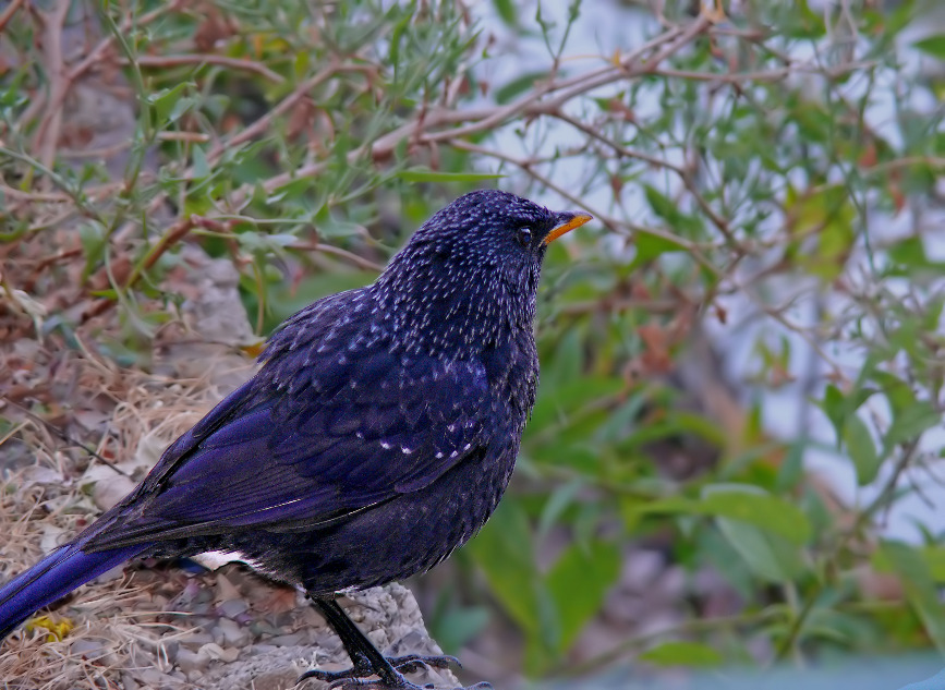 Blue-whistling-thrush-1.jpg