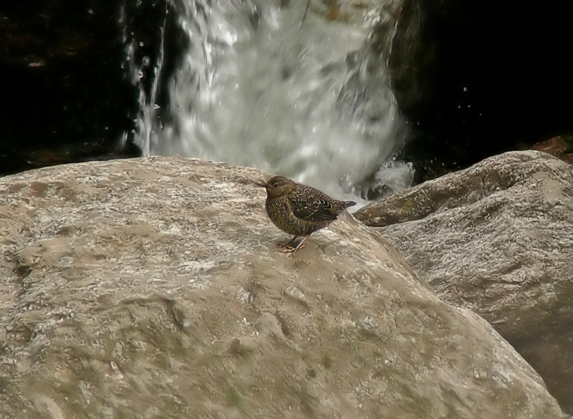 Brown-dipper-2.jpg