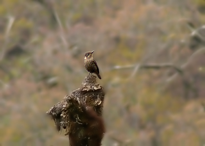 Chestnut-bellied-rock-thrush.jpg