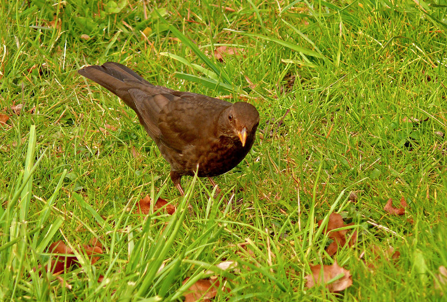 Eurasian-blackbird-2.jpg