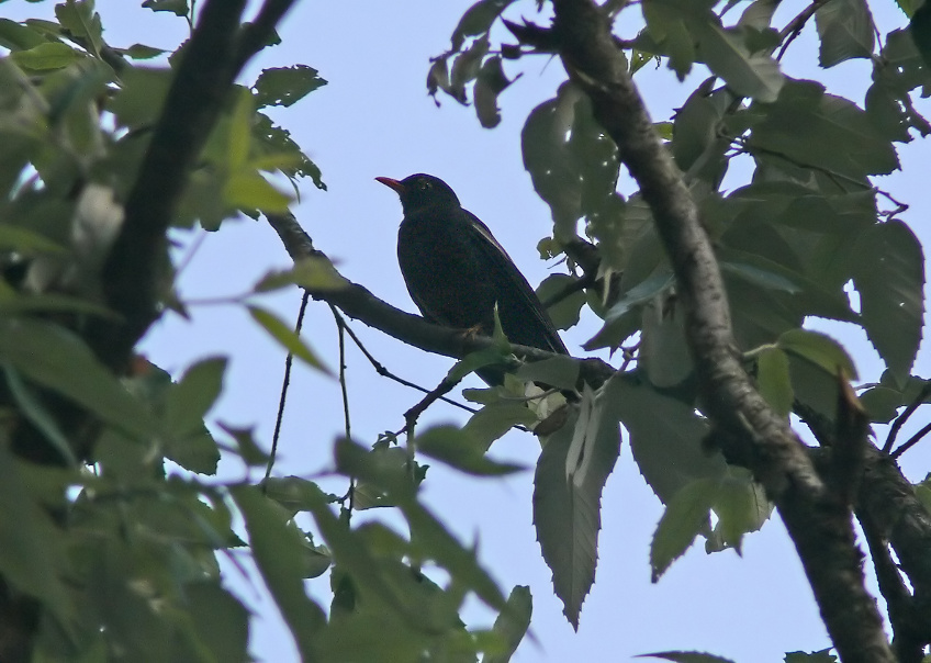 Grey-winged-black-bird-2.jpg