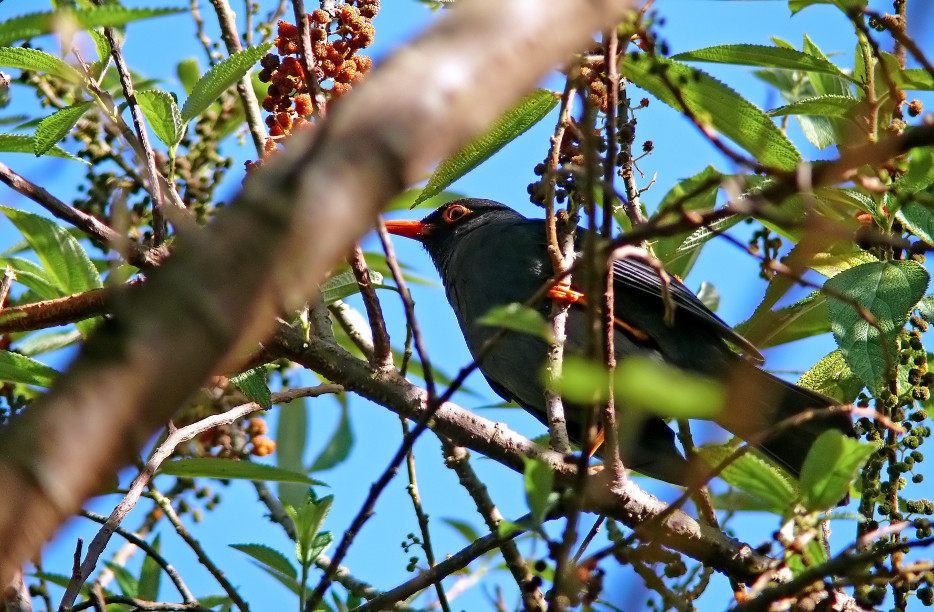 Indian-black-bird.jpg