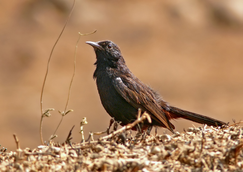 Indian-robin-1.jpg