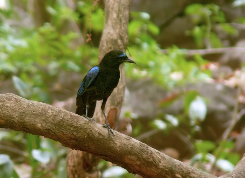 Malabar-whistling-thrush-2.jpg