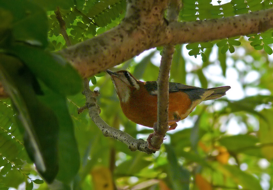 Orange-headed-thrush-2.jpg