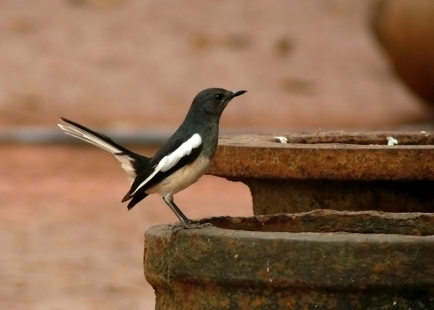 Oriental-magpie-robin-1.jpg