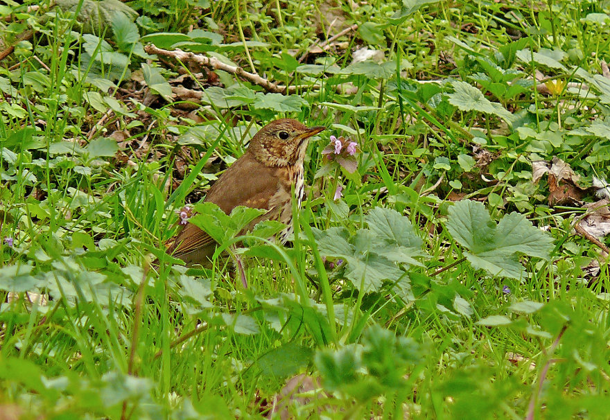 Song-thrush-2.jpg