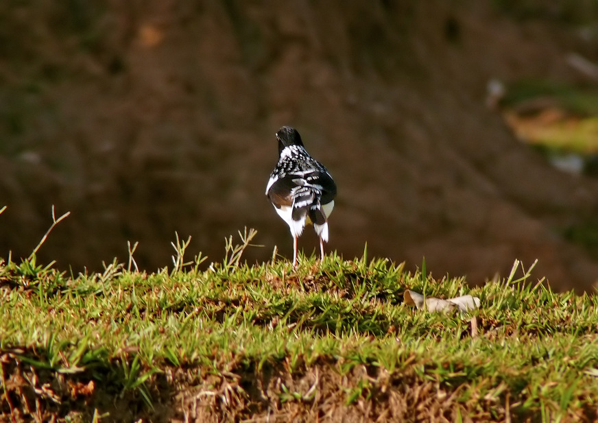 Spotted-forktail-2.jpg