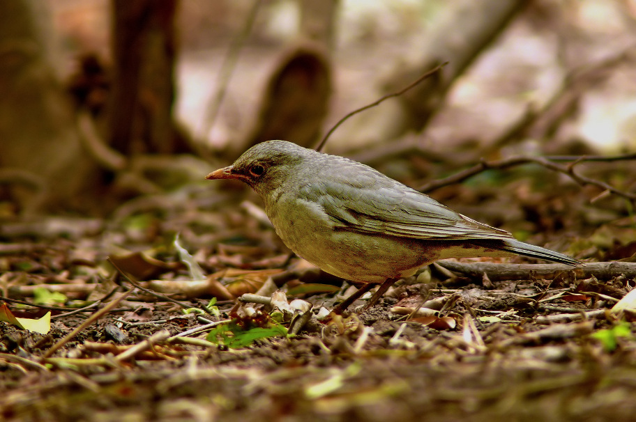 Tickells-thrush-2.jpg