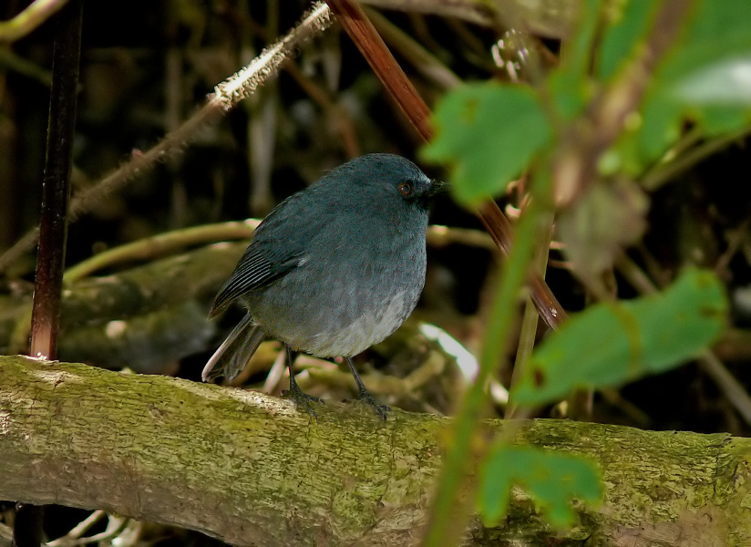 White-bellied-blue-robin-2.jpg