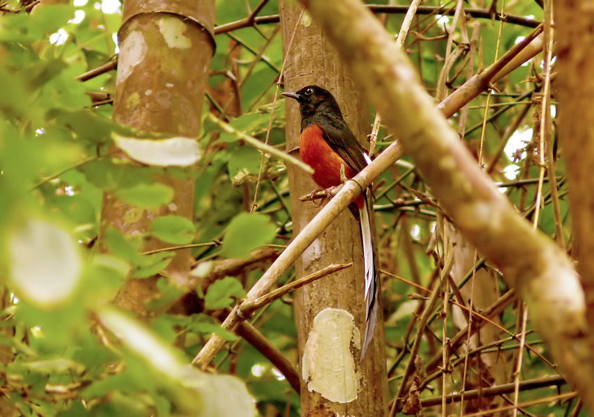 White-rumped-shama-1.jpg