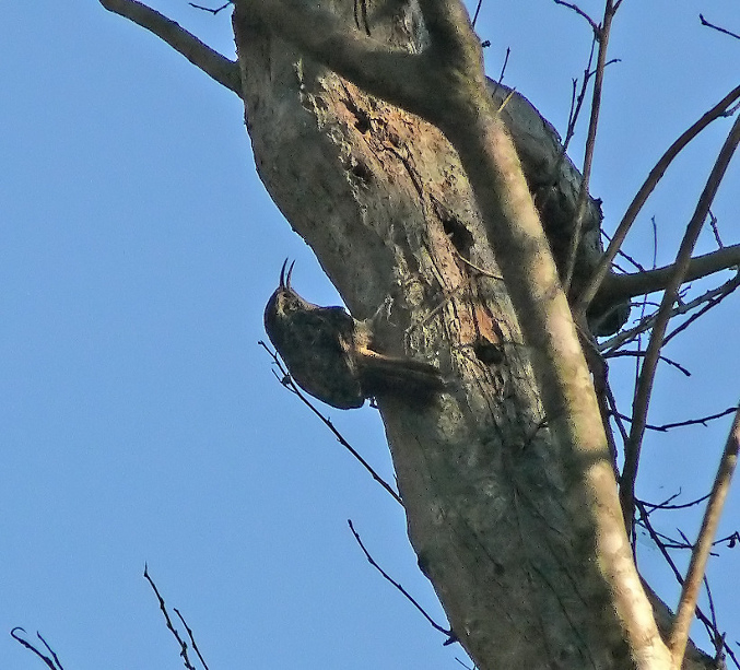 Bar-tailed-treecreeper.jpg