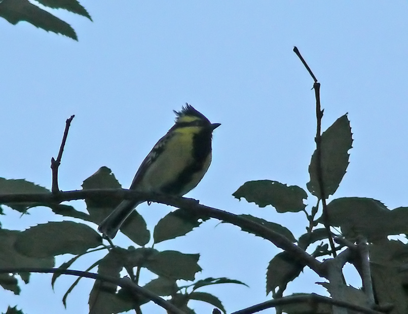 Black-lored-tit.jpg