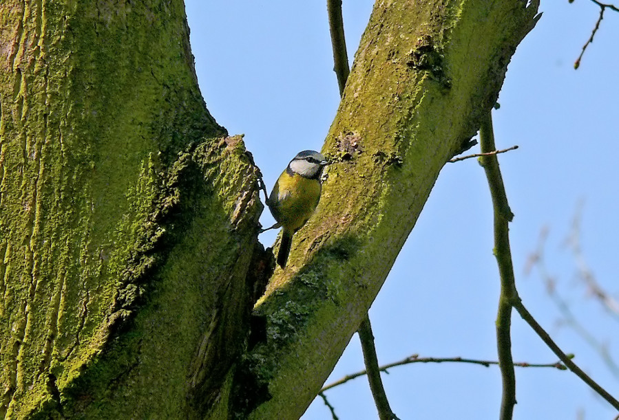 Blue-tit-2.jpg