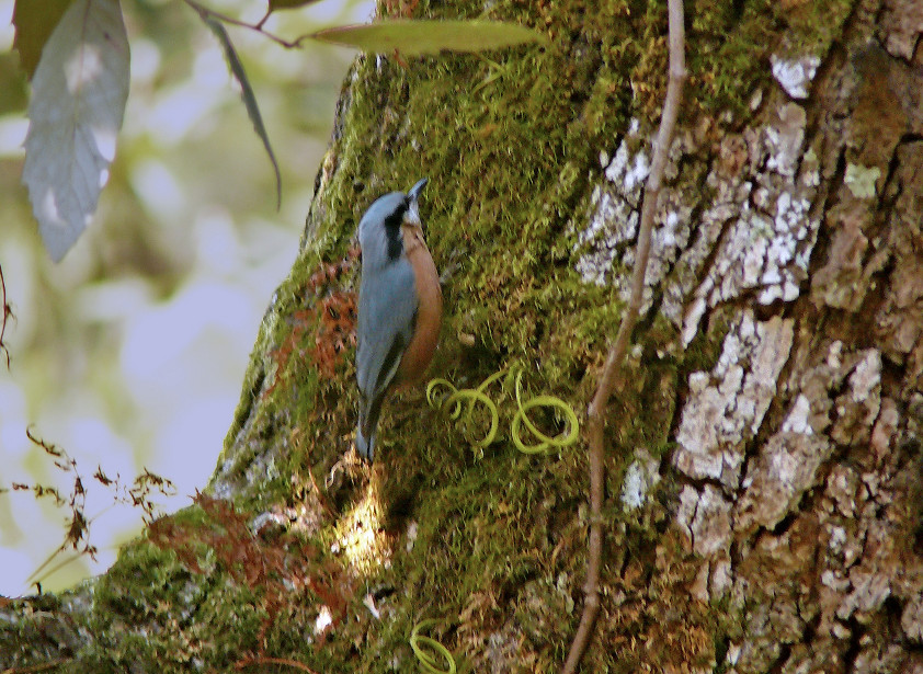 Chestnut-bellied-nuthatch-2.jpg