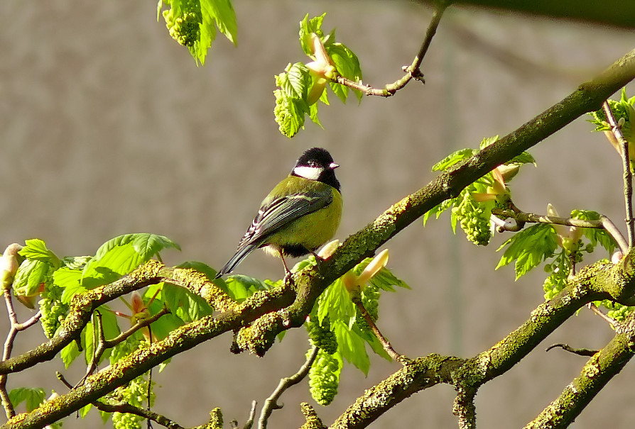 Great-tit-3.jpg