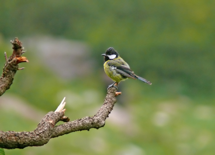 Green-backed-tit-2.jpg