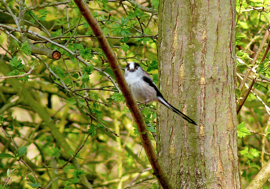 Long-tailed-tit.jpg