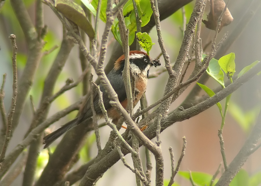 Black-throated-tit-2.jpg