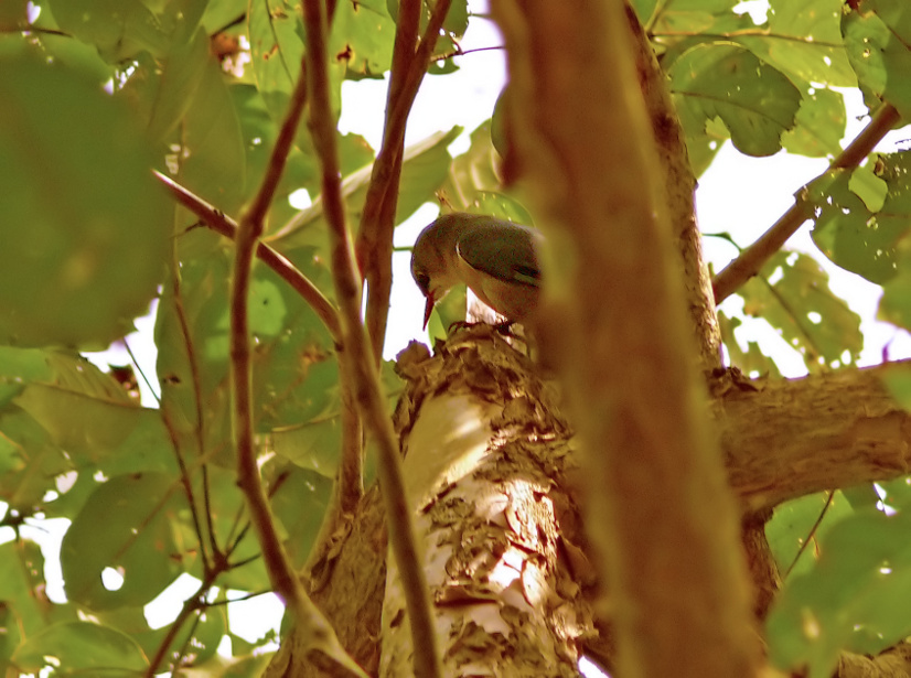 Velvet-fronted-nuthatch-2.jpg