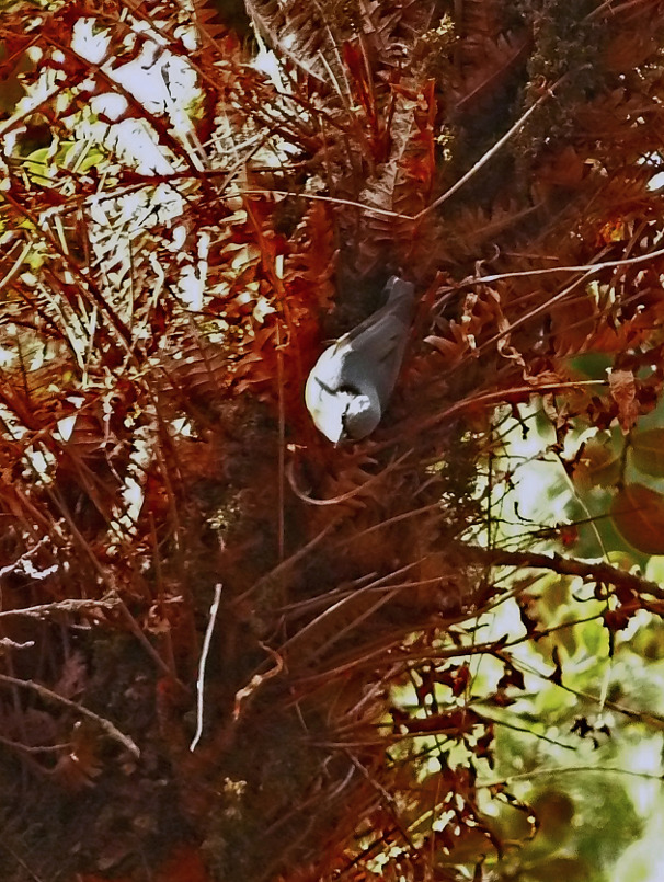 White-cheeked-nuthatch.jpg