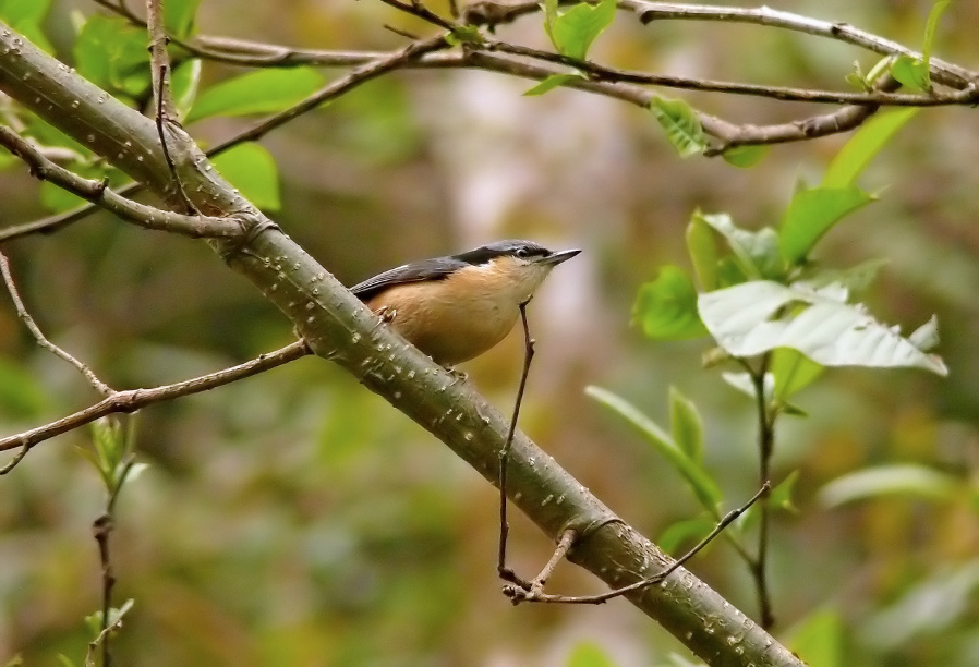 White-tailed-nuthatch-.jpg