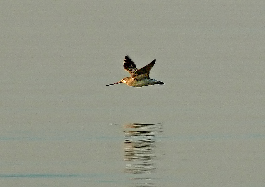 Bar-tailed-godwit-2.jpg