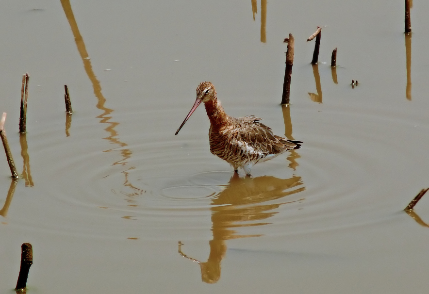 Black-tailed-godwit-3.jpg