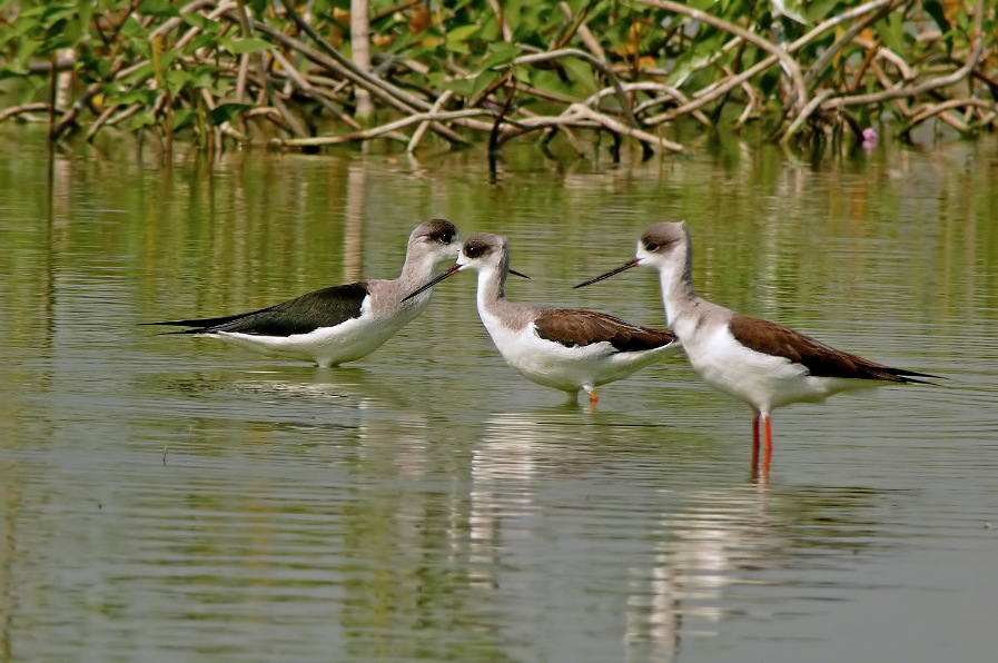 Black-winged-stilt-1.jpg