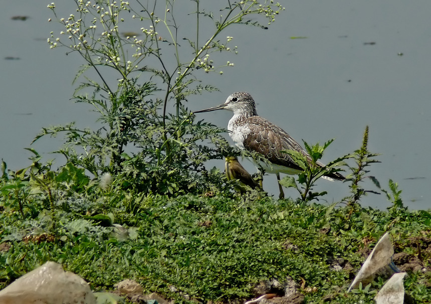 Common-greenshank-2.jpg