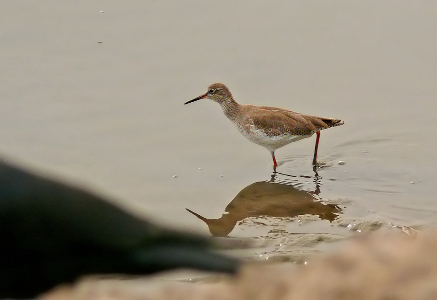 Common-redshank-2.jpg