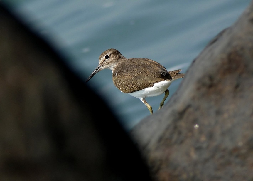 Common-sandpiper-2.jpg