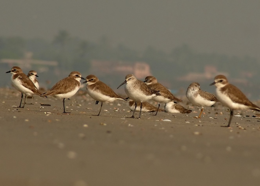 Curlew-sandpiper.jpg