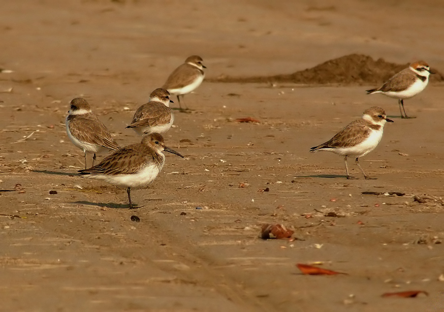 Dunlin-2.jpg