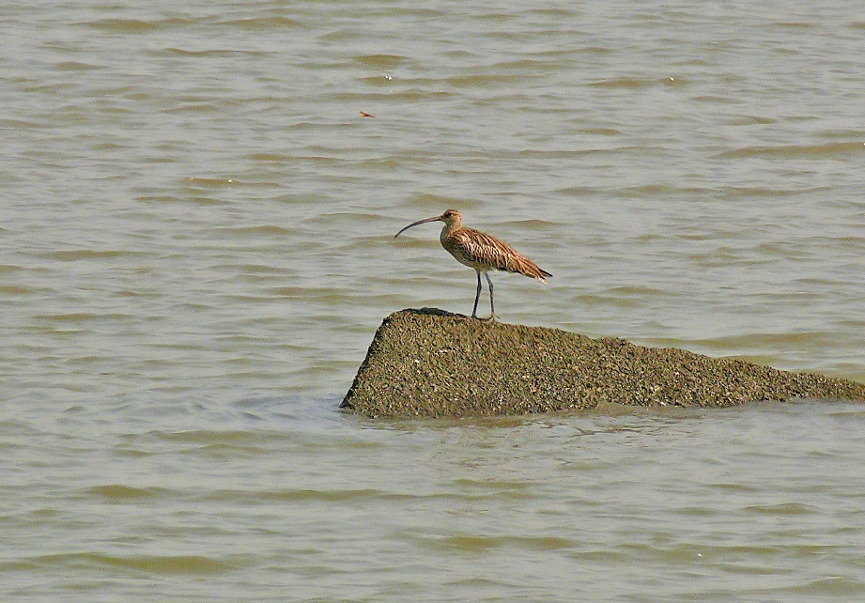 Eurasian-curlew.jpg