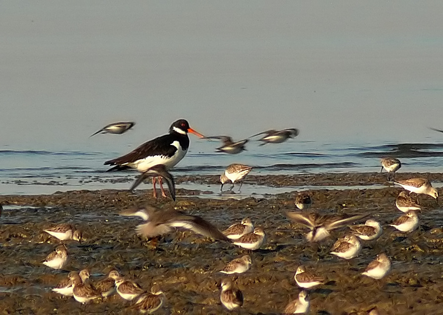 Eurasian-oystercatcher-2.jpg