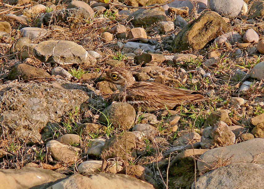 Eurasian-thicknee-1.JPG