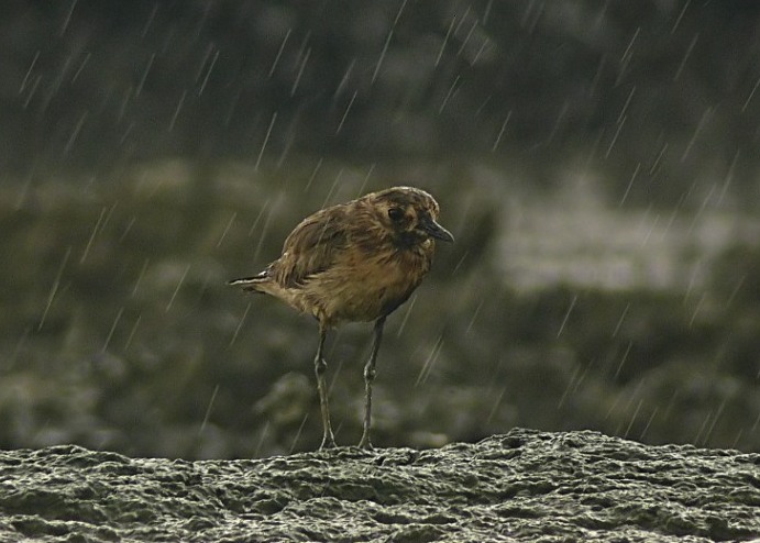 Greater-sandplover-1.JPG