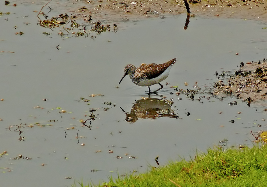 Green-sandpiper.jpg