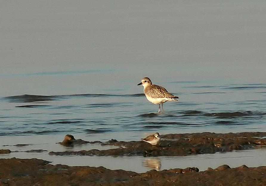 Grey-plover-3.jpg