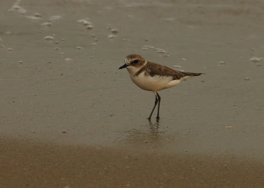 Kentish-plover-2.jpg