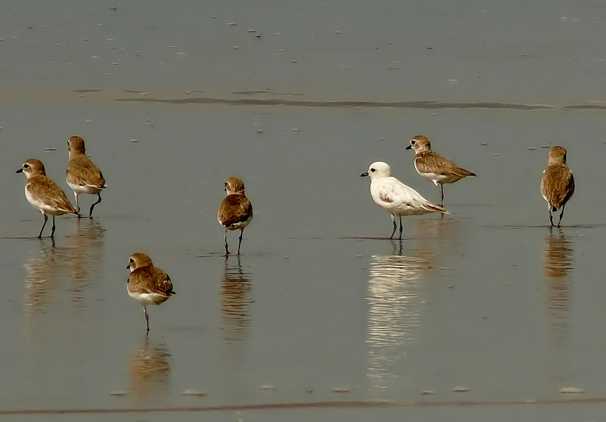 Lesser-sandplover-white-1.jpg