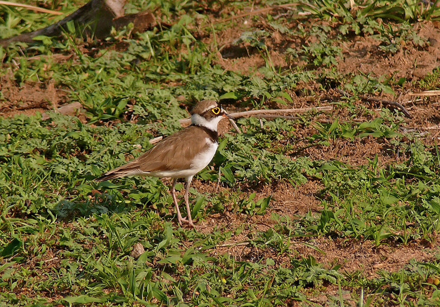 Little-ringed-plover-2-.jpg