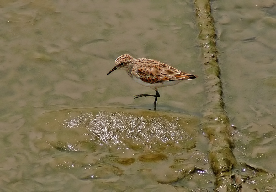 Little-stint-1.jpg