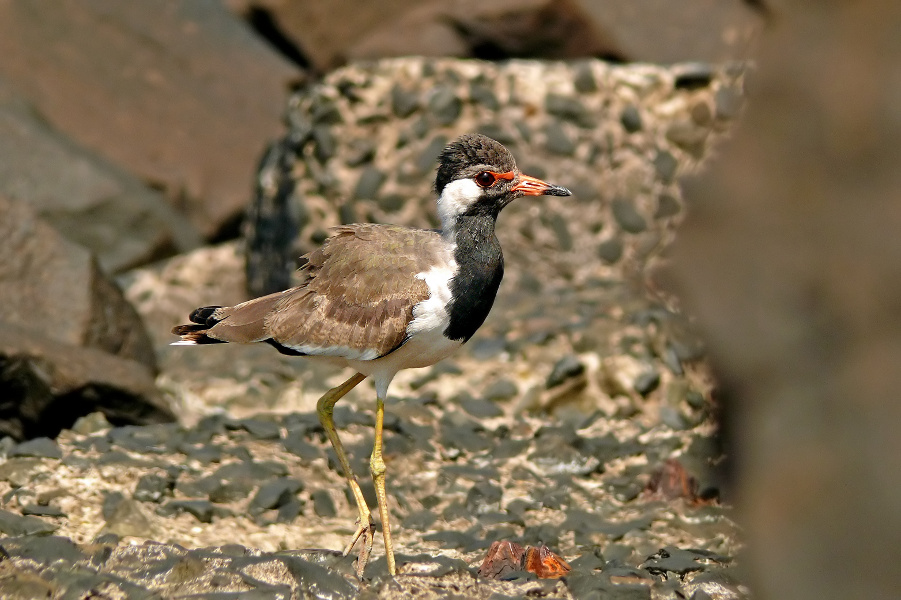 Red-wattled-lapwing-2.jpg