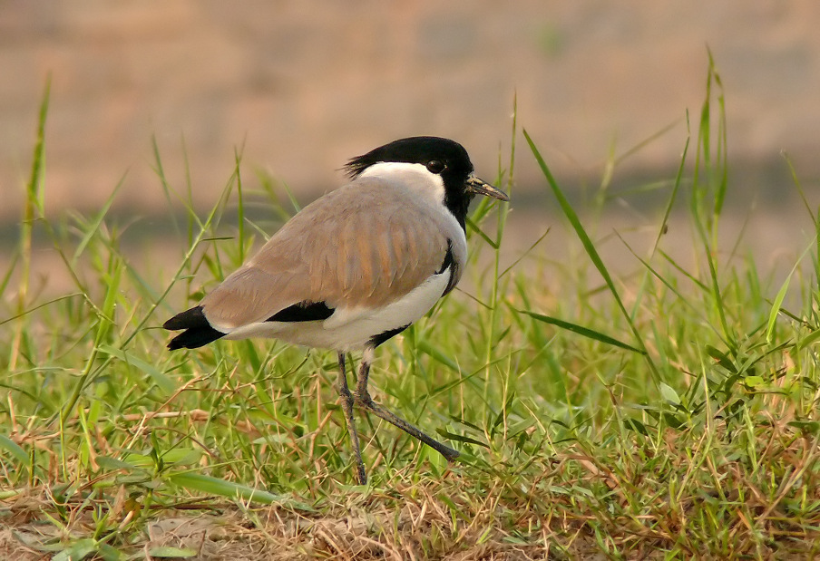 River-lapwing-1.jpg