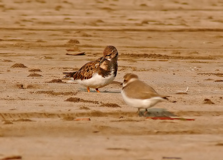 Ruddy-turnstone-2.jpg