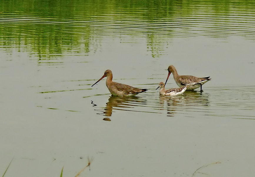 Godwit-ruff-1.jpg